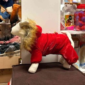Зимний костюм "Красный бриллиант" M (Длина спины – 29 см
Объем груди – 50 см
Объем шеи – 37 см)