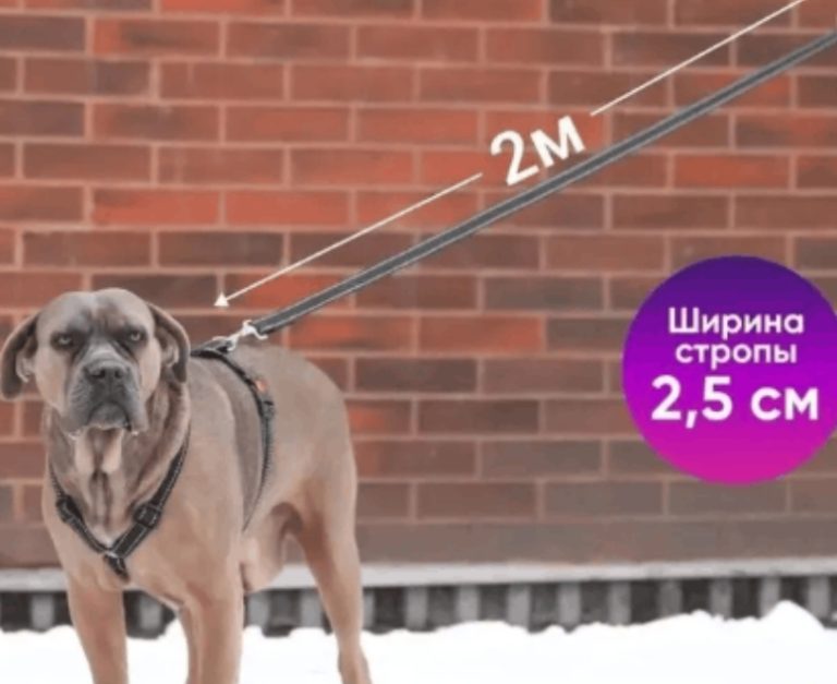 Поводок 25мм х 2м Chill Choll стропа черная со светоотражающими элементами для собак