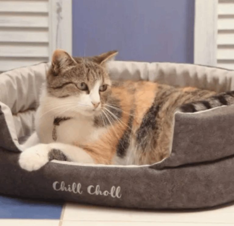 Лежанка 48х40х15см Chill Choll графит для кошек и собак